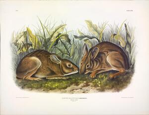 Marsh Rabbit