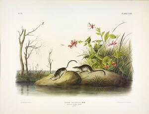 Marsh Shrew