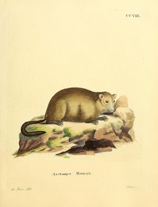 Maryland Marmot