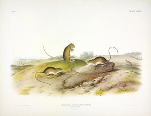 Meadow Jumping Mouse