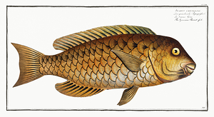 Mediterranean Parrotfish