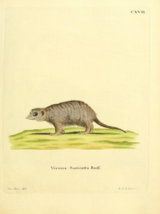 Meerkat