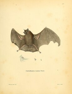 Mexican Free Tailed Bat