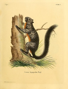 Mexican Gray Squirrel