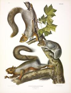 Migratory Squirrel