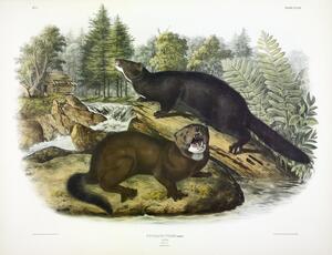 Mink
