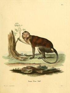 Mona Monkey