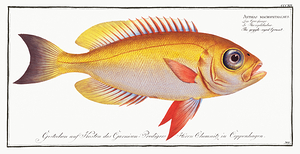 Moontail Bullseye Lunartail Bigeye