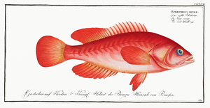 Mottled Grouper