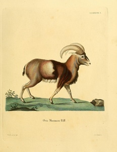 Mouflon Wild Sheep