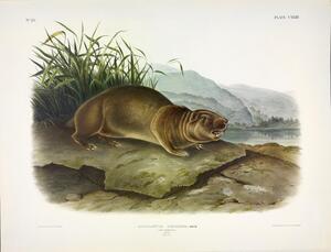 Mountain Beaver