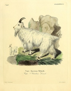 Mountain Goat