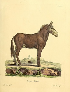 Mule