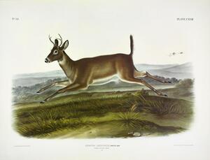 Mule Deer
