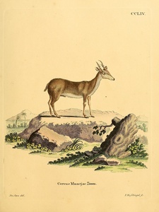 Muntjac