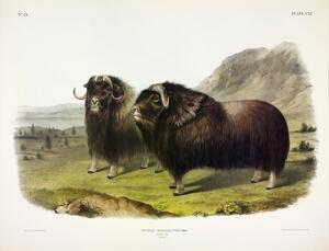Musk Ox