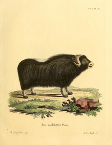 Musk Ox Muskox