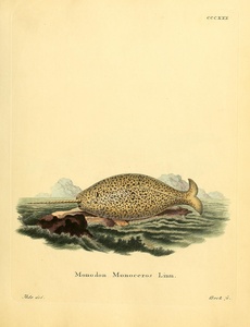 Narwhal