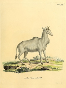 Nilgai