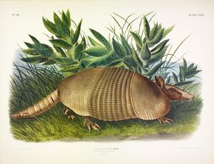 Nine Banded Armadillo