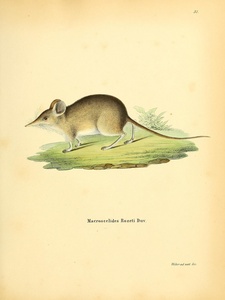 North African Elephant Shrew