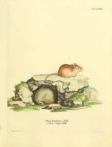 Northern Birch Mouse Wood Mouse