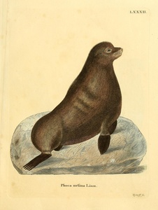 Northern Fur Seal