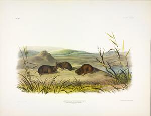 Northern Meadow Mouse