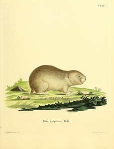Northern Mole Vole