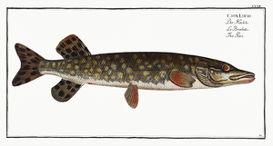 Northern Pike