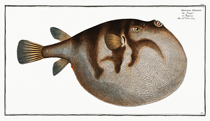 Northern Puffer