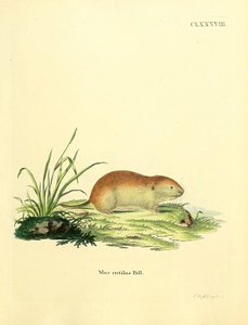 Northern Red Backed Vole