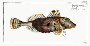 Northern Sea Robin