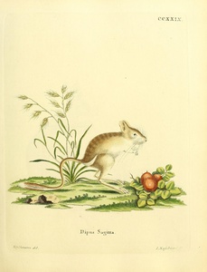 Northern Three Toed Jerboa