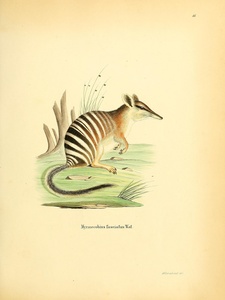 Numbat