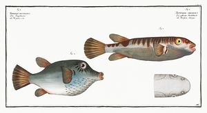 Oblong Blaasop Blowfish