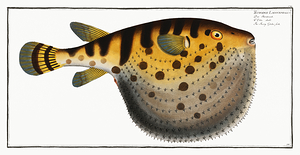 Oceanic Puffer