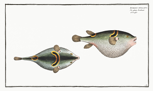 Ocellated Puffer