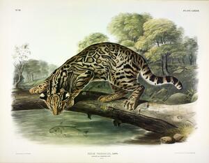 Ocelot