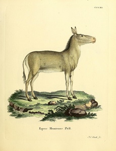 Onager