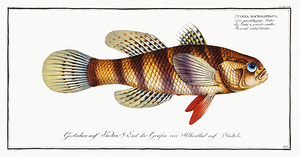 Ophiocara Butidae