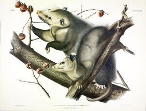 Opossum