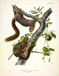 Orange Bellied Squirrel