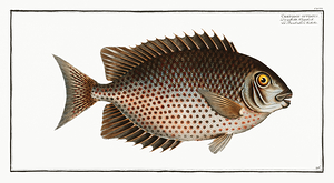 Orange Spotted Spinefoot
