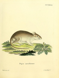 Ord s Kangaroo Rat