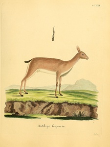 Oribi Antelope