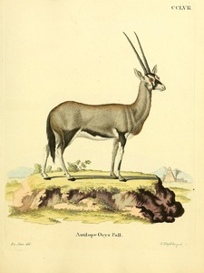 Oryx Antelope