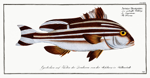 Painted Sweetlips
