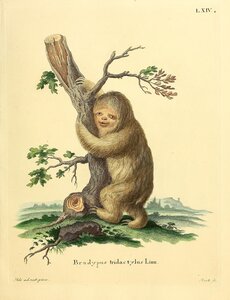Pale Throated Sloth