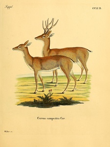 Pampas Deer